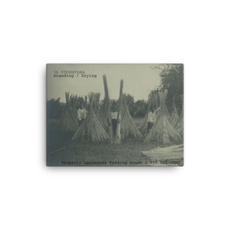 Black and white image of men with shocked hemp stalks in teepee in field of cut hemp.