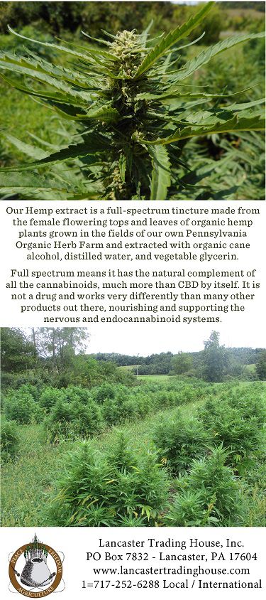 Single flowering cannabis plant image on top & field in Pennsylvania of hemp plants for our tinctures.