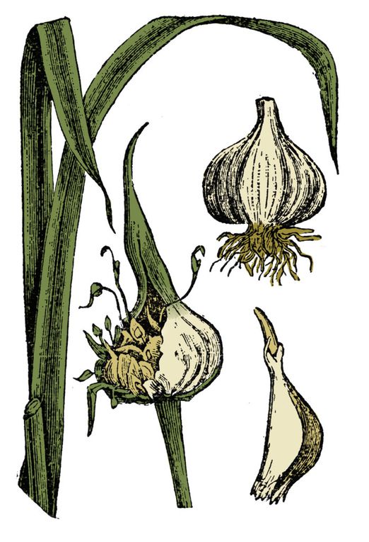 Illustration of Garlic Bulb and clove done in charcoal with green.