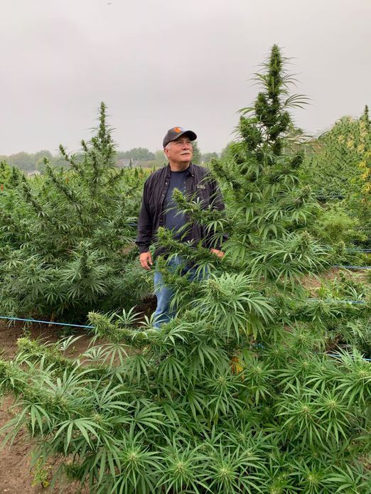 Dave owner of Ihemp standing next to hemp plant in field like christmas trees