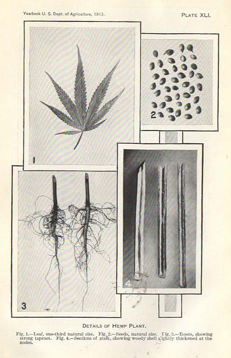 black and white photographs of industrial hemp leaf, industrial hemp seed,  hemp cannabis stalk,