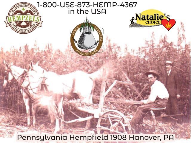 Hempfield farmer sitting on hemp cutter with two white horses, owner stands beside him.