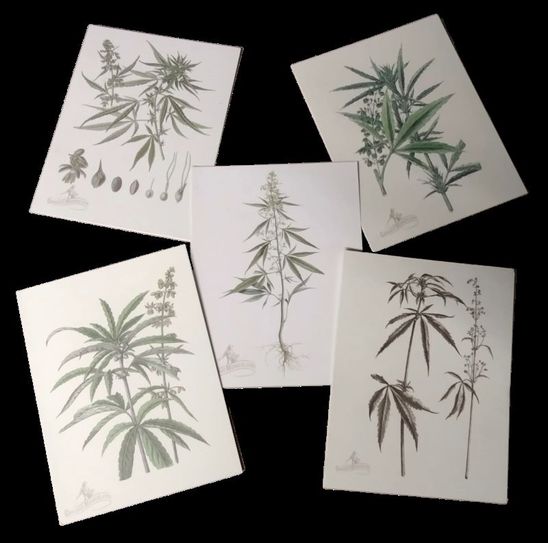 Cannabis Museum Athens Ohio Botany note cards part of the Just Say Know Campaign
