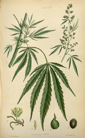 Engraving of cannabis leaf, seed, 