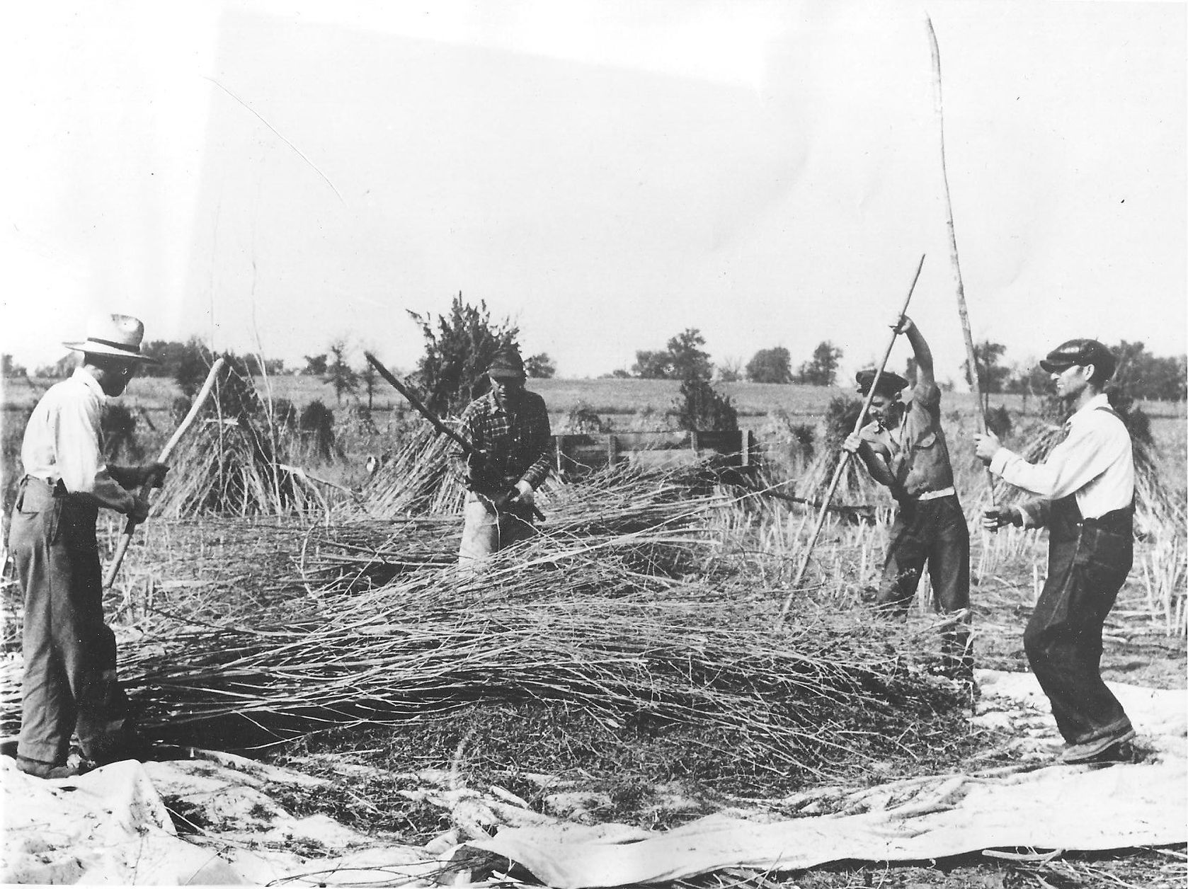 4 men trashing hemp stalks for retting each has a long stick black & white image in Wisconsin