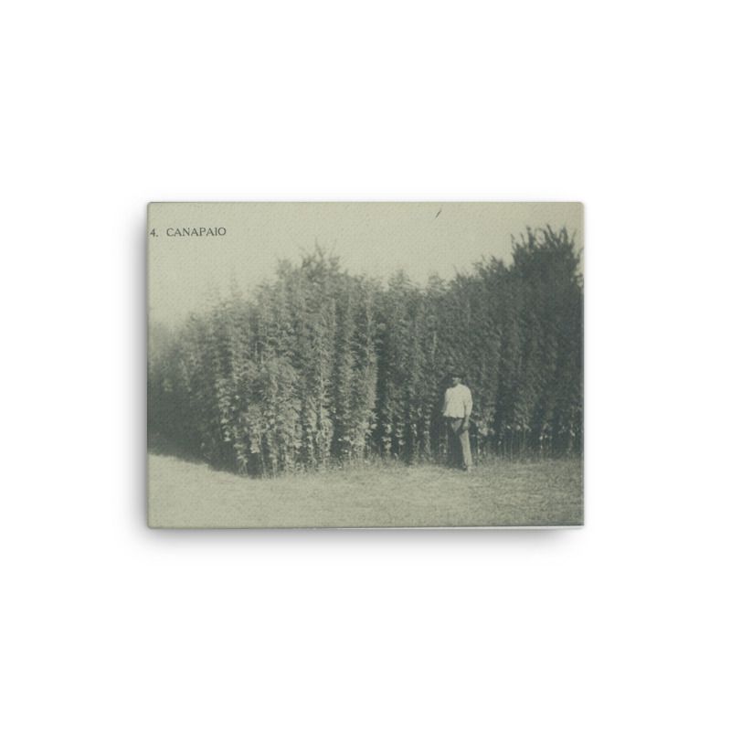 Black and white field of Italian hemp man stands holding stalks that are double his height in full growth. 