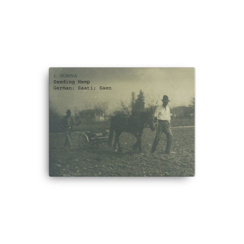Black and white image farmer leading horse and wagon with driver as they sow hemp seed in the ground.