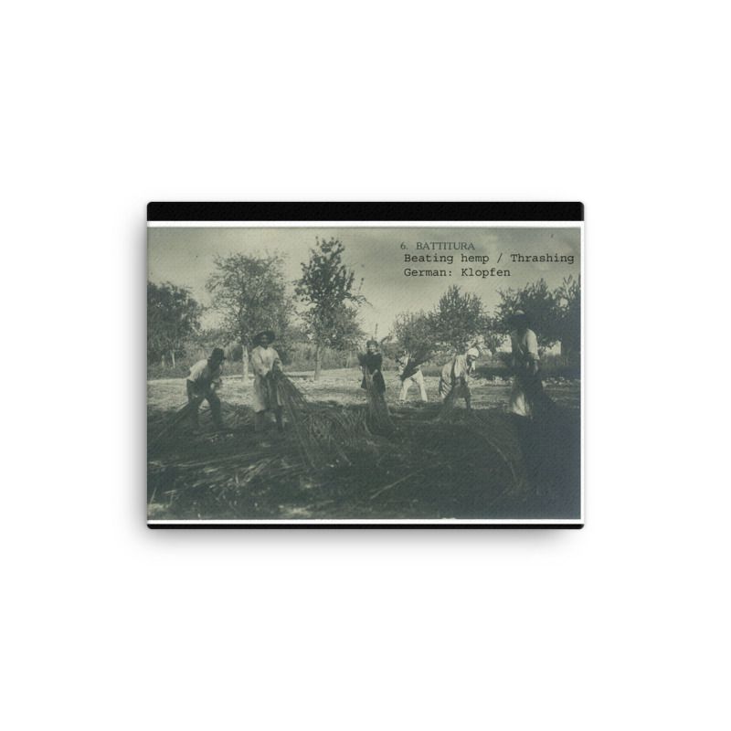 Black and white image of italian farm hands gathering retted hemp stalks that are laying on the ground ready to shock.