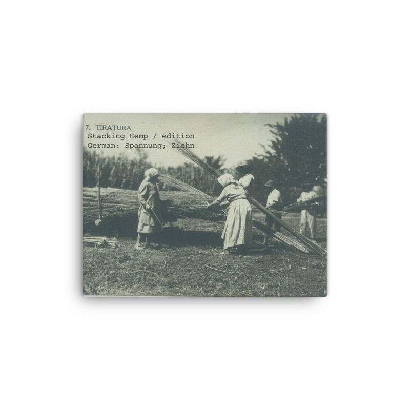 Black and white image of harvesting in the field Italian hemp fiber stalk that was dried & now being transported by horse & wagon.