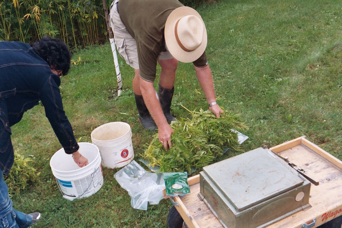 Man & woman bending over weighing hemp seed and testing batches in buckets.