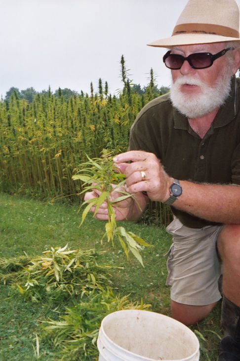 Holding he seeded hemp plant kneeling on the lawn next to the hempfields.