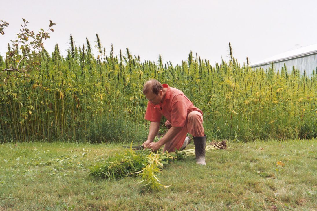 Dan Sheille cleaning the harvested samples of hemp on the yard with the hempfields in the background.