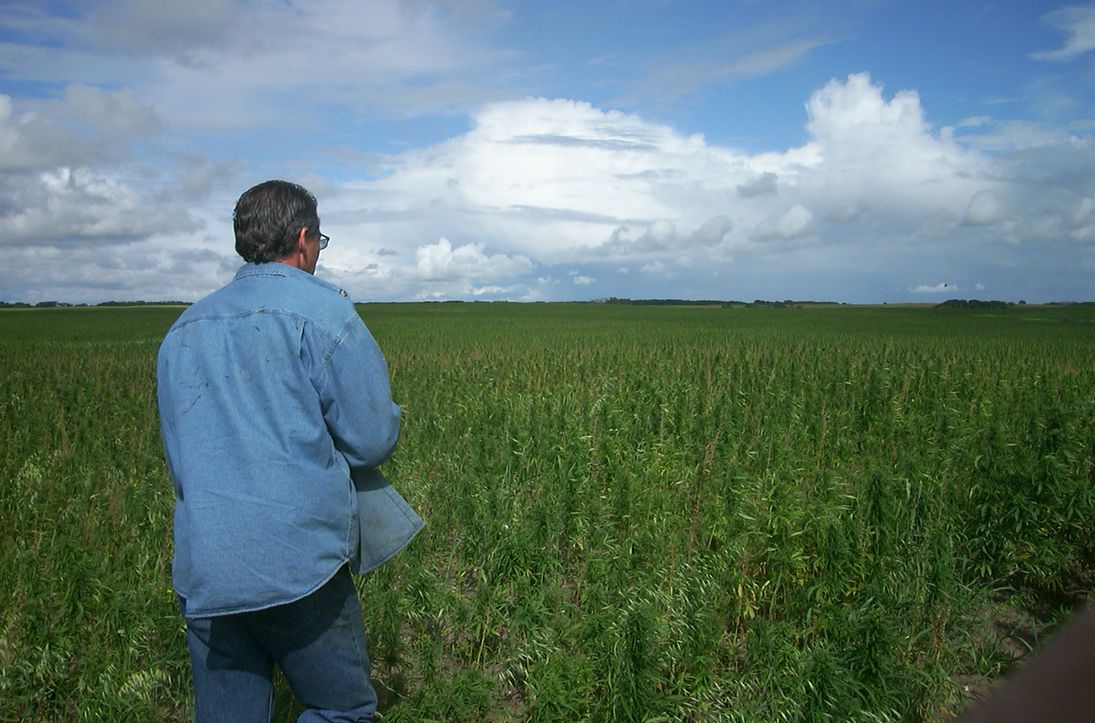 Man with glasses & blue long sleeve shirt gazes over never ending hemp fields.