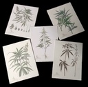 Cannabis Botanical Note Cards &amp; envelope 4.25&quot;x5.5&quot;