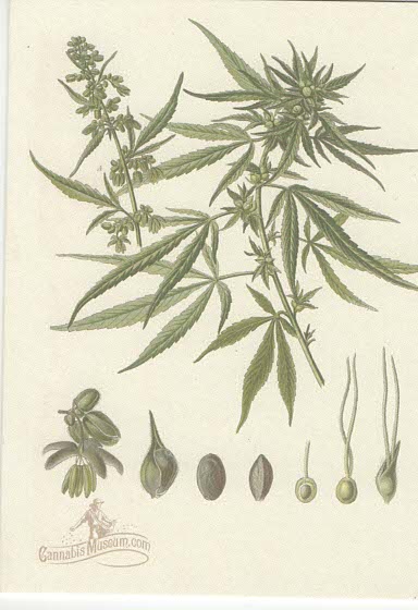 Cannabis Botanical Note Cards Pack of 5 with envelopes