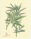 Cannabis Botanical Note Cards Pack of 5 with envelopes