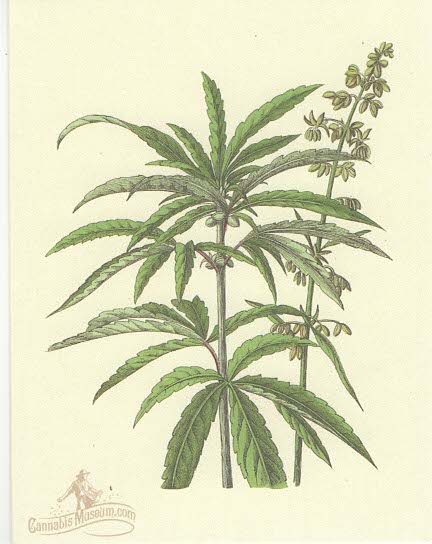 Cannabis Botanical Note Cards Pack of 5 with envelopes