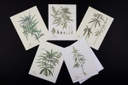 Cannabis Botanical Note Cards Pack of 5 with envelopes