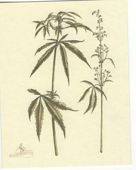 Cannabis Botanical Note Cards Pack of 5 with envelopes