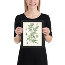 Cannabis French Chanvre plant seed 1890's Canvas