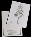 [Root] Single Cannabis Botanical Note Cards (Root)