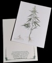 Single Cannabis Botanical Note Cards