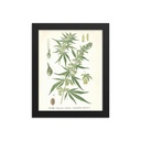 Cannabis French Chanvre plant seed 1890's
