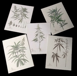 Cannabis Botanical Note Cards Pack of 5 with envelopes
